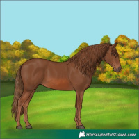 Horse Color:Chestnut 
