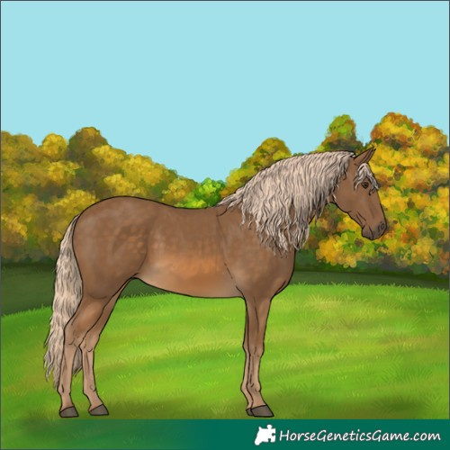 Horse Color:Chocolate Palomino 