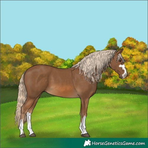 Horse Color:Chocolate Palomino