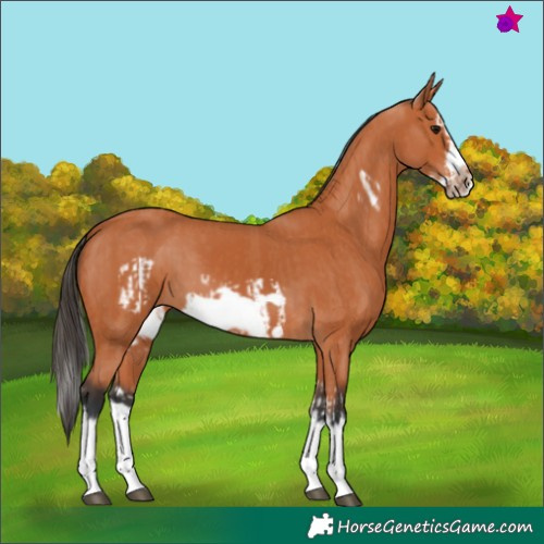Horse Color:Bay Splash Frame  and Bay Splash Frame 