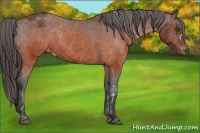 Horse Color:Brown Appaloosa  Brindle