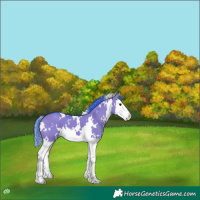 Horse Color:Watercolor White Spotted Grullo Splash 