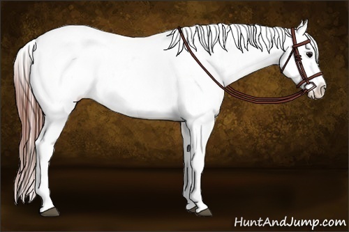 Horse Color:Brown Roan Appaloosa  Brindle