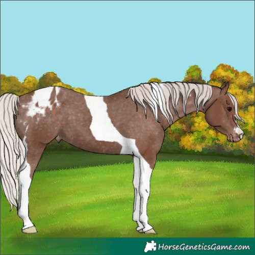 Horse Color:Silver Black Tobiano Appaloosa