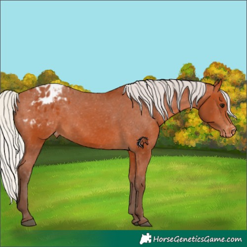 Horse Color:Silver Bay Blanket 