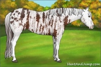 Horse Color:Brown Appaloosa  Brindle
