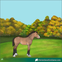 Horse Color:Bay Dun 