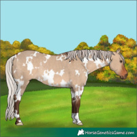 Horse Color:White Spotted Silver Brown Dun Rabicano 