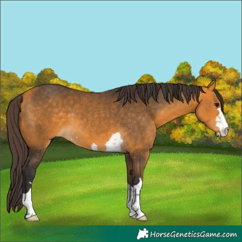 Horse Color:Buckskin 