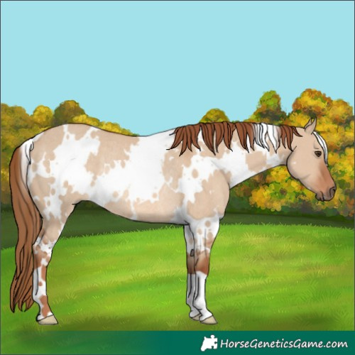 Horse Color:White Spotted Red Dun Rabicano 