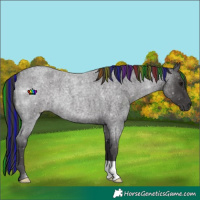 Horse Color:Painted Smoky Blue Roan