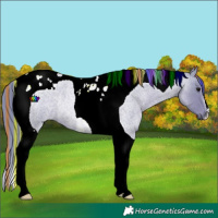 Horse Color:Painted Watercolor Blue Roan Tobiano Rabicano