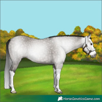Horse Color:Gray Grullo Splash 