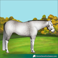 Horse Color:Gray Grullo Splash 