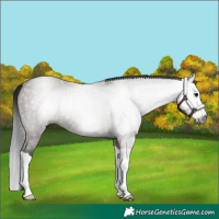 Horse Color:Gray Grullo Splash