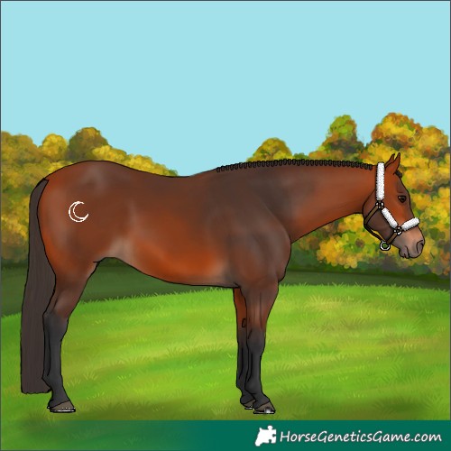 Horse Color:Bay 