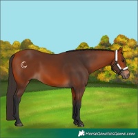 Horse Color:Bay 