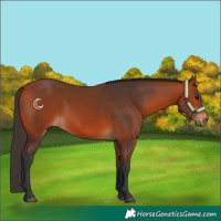 Horse Color:Bay 
