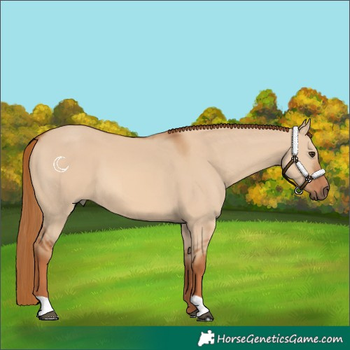 Horse Color:Red Dun 
