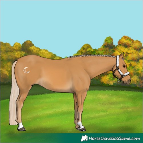 Horse Color:Palomino 