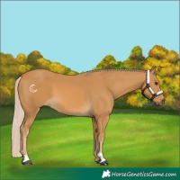 Horse Color:Palomino 