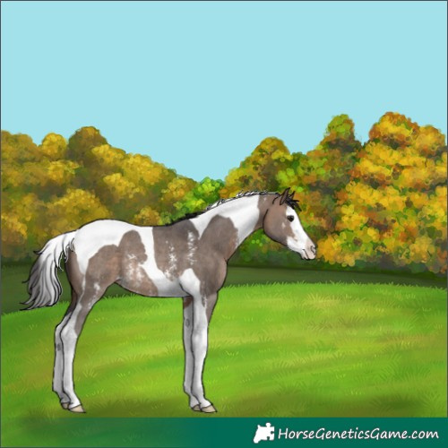 Horse Color:Brown Dun Sabino Splash Tobiano Rabicano 
