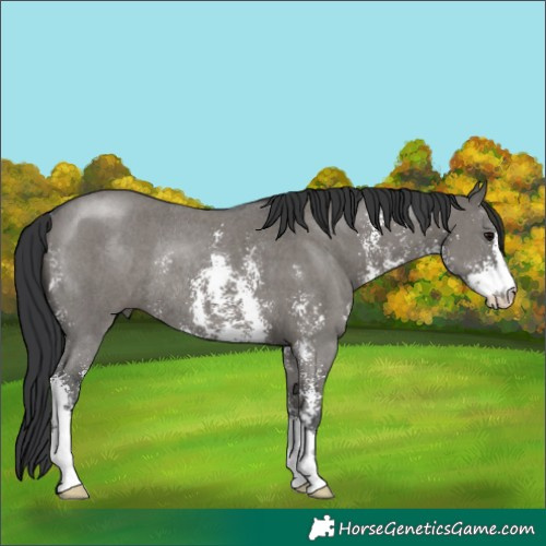 Horse Color:Grullo Sabino Rabicano