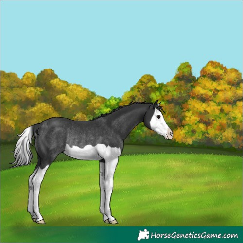 Horse Color:Black Splash Rabicano