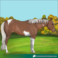 Horse Color:Silver Black Tobiano Varnish 