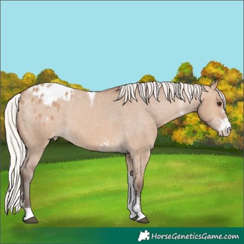 Horse Color:Silver Bay Dun Sabino Tobiano Appaloosa 