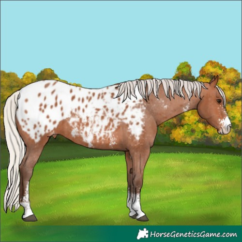 Horse Color:Silver Bay Sabino Appaloosa 