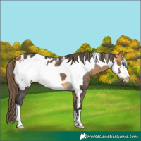 Horse Color:Buckskin Frame Blanket