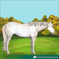 Horse Color:Smoky Creme Frame Appaloosa