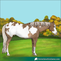 Horse Color:Chocolate Palomino Frame Appaloosa