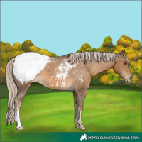 Horse Color:Chocolate Palomino Snowcap