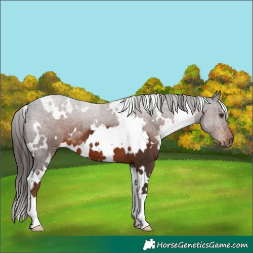 Horse Color:White Spotted Liver Chestnut 