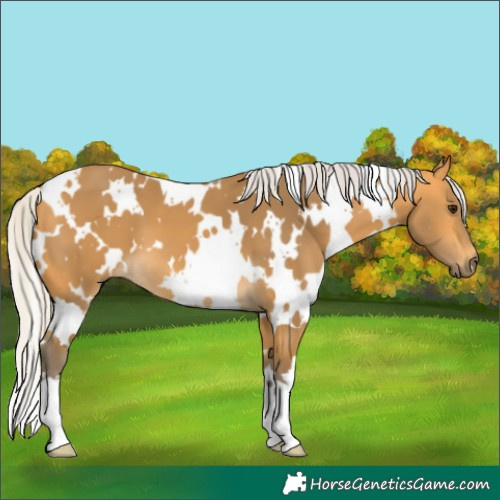 Horse Color:White Spotted Silver Buckskin 