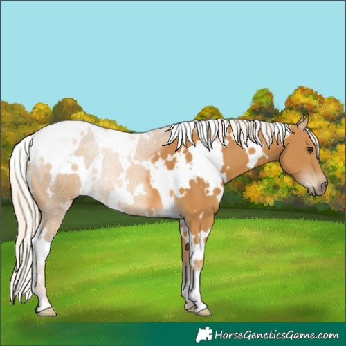 Horse Color:White Spotted Palomino