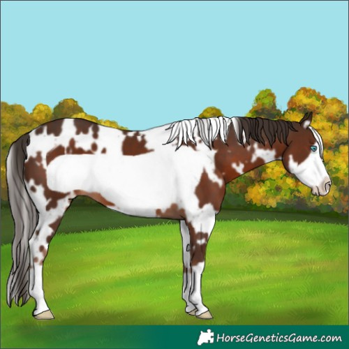 Horse Color:White Spotted Liver Chestnut Frame
