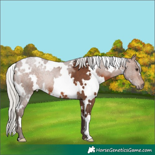 Horse Color:White Spotted Silver Bay