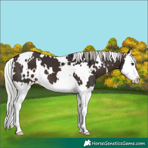 Horse Color:White Spotted Silver Brown Splash 