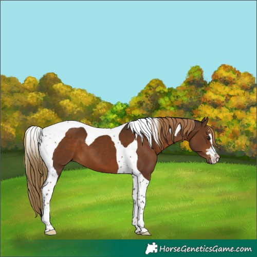 Horse Color:Liver Chestnut Tobiano 