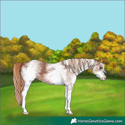 Horse Color:White Spotted Chestnut 
