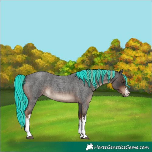 Horse Color:Painted White Spotted Liver Red Roan 