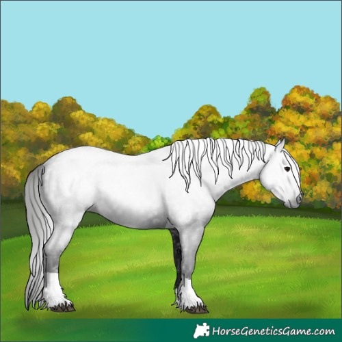 Horse Color:Gray Black Tobiano 