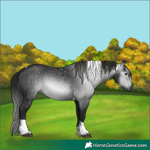 Horse Color:Gray Black Tobiano 