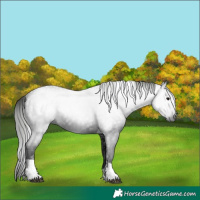 Horse Color:Gray Black Tobiano 