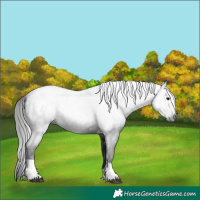 Horse Color:Gray Black Tobiano