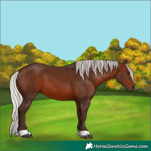 Horse Color:Silver Brown 