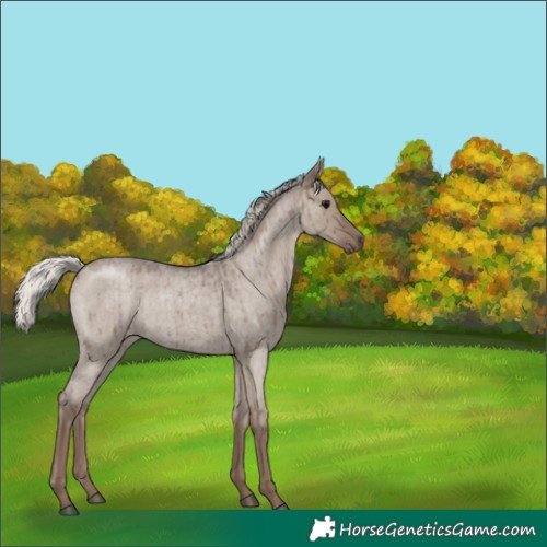 Horse Color:Silver Grullo Roan Brindle 